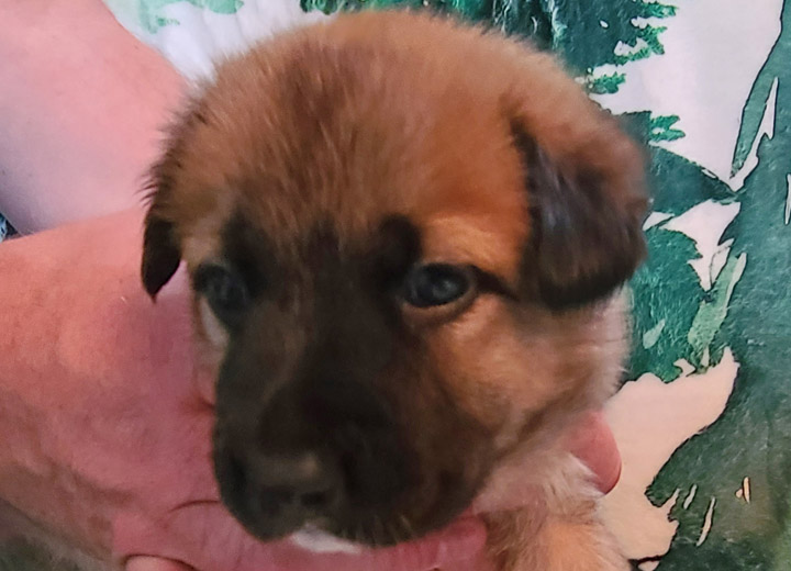 chinook puppy